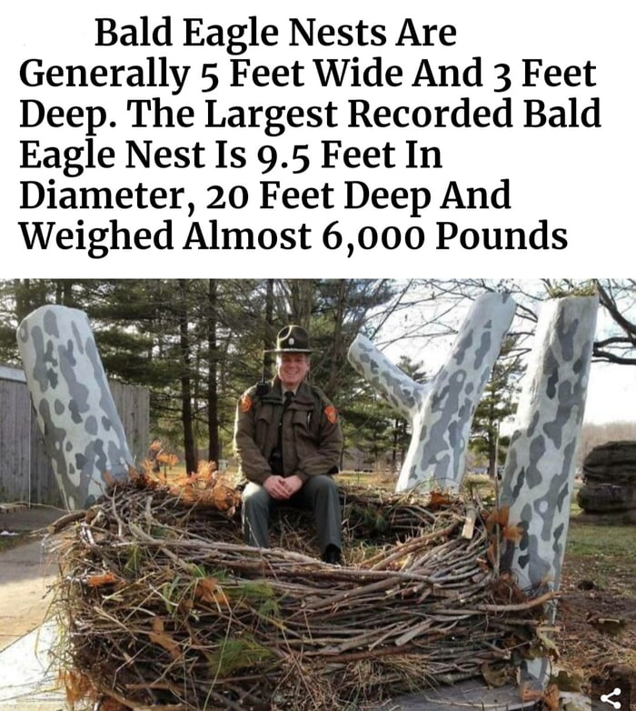 Bald eagles are bad assess - 9GAG