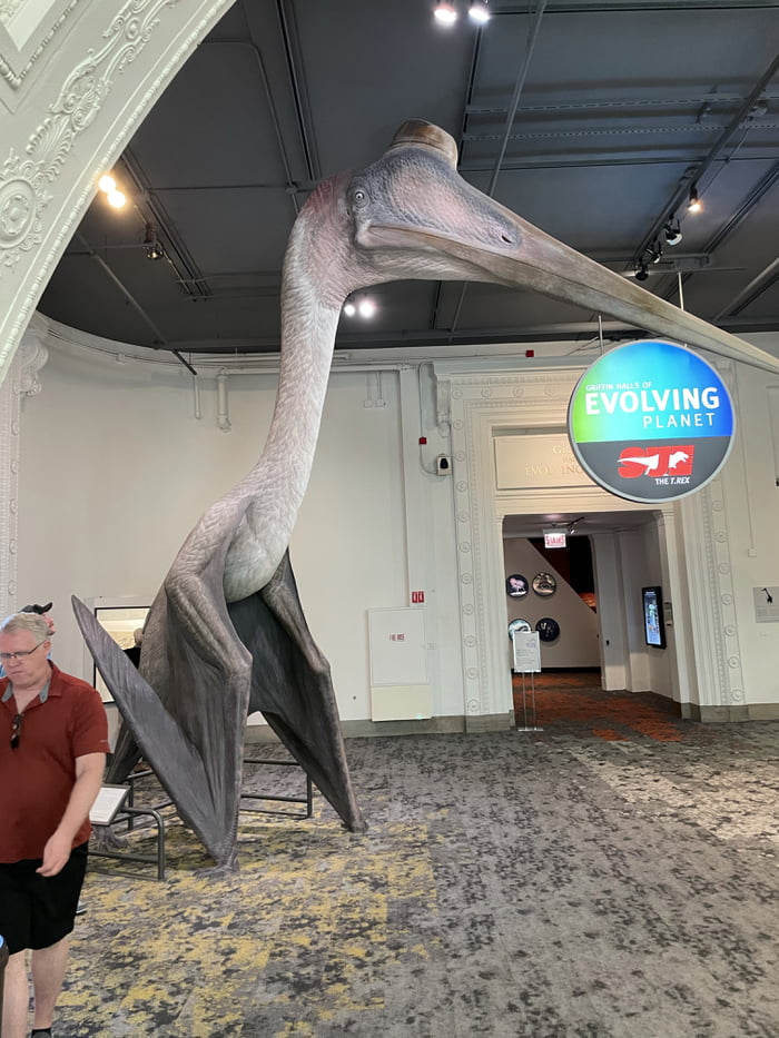 Quetzalcoatlus Northropi (reconstruction) was the largest lizard (so ...