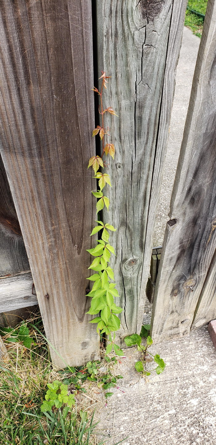 The color gradient on this vine 9GAG