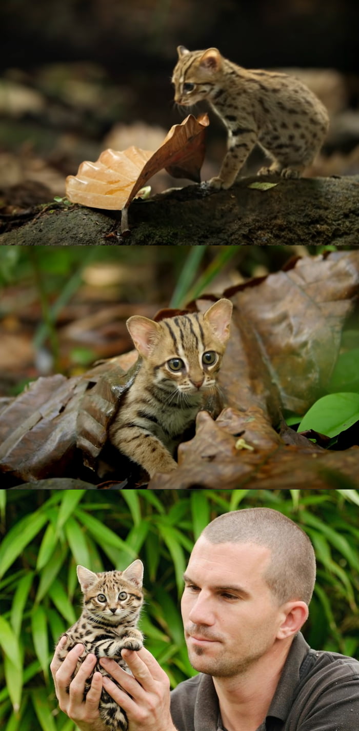 Rusty Spotted Cat, smallest wildcat alive. A full grown can fit in the palm of your hand 9GAG