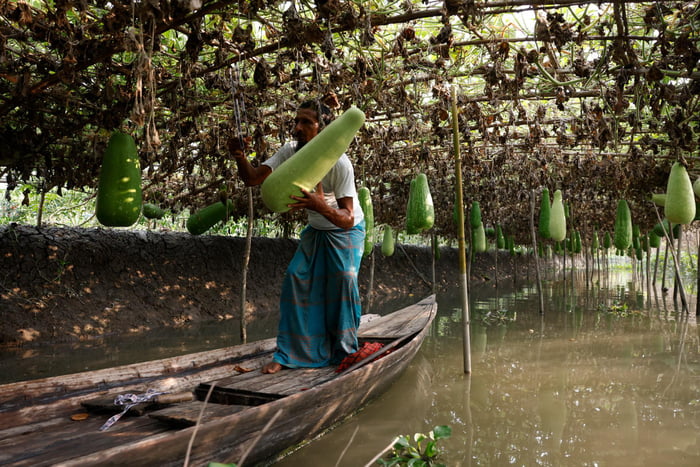 Farmers in Bangladesh are creating floating farms to deal with the prolonged flooding season