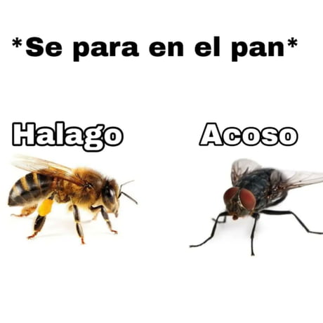 Para la gente fea que no entiende pero recuerden que dinero mata