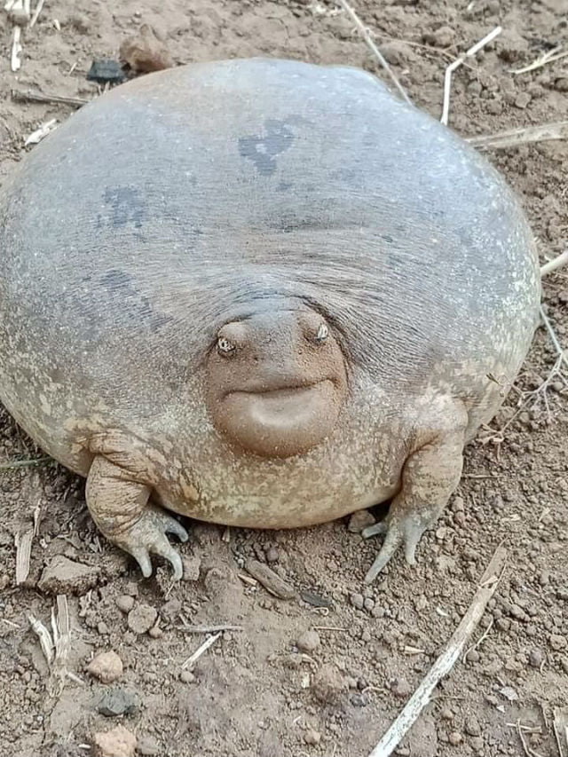 Look At This Toadly Grumpy, Round Frog From Cambodia - 9GAG