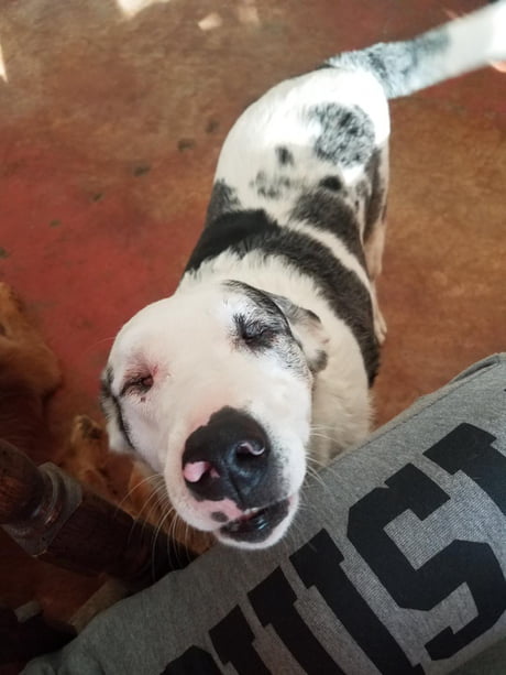 border collie double merle