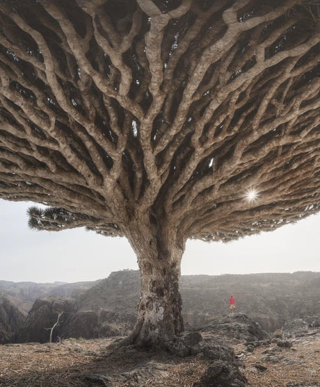 Dragon Blood Tree Socotra Island It Releases A Red Sap Or Resin That Is Known As Dragon S Blood People Use It As A Pigment For Art A Dye Or A Medicine