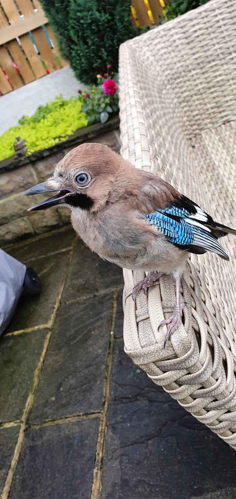 A Baby Blue Jay That Came To Say Hello To Me 9gag