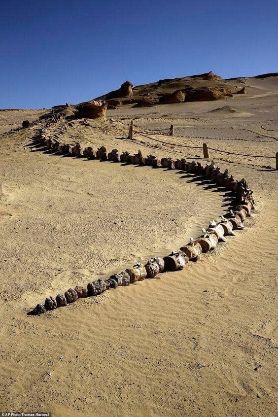 Fossil of 37 million years old Whale Skeleton found in Wadi Al Hitan, Egyptian desert
