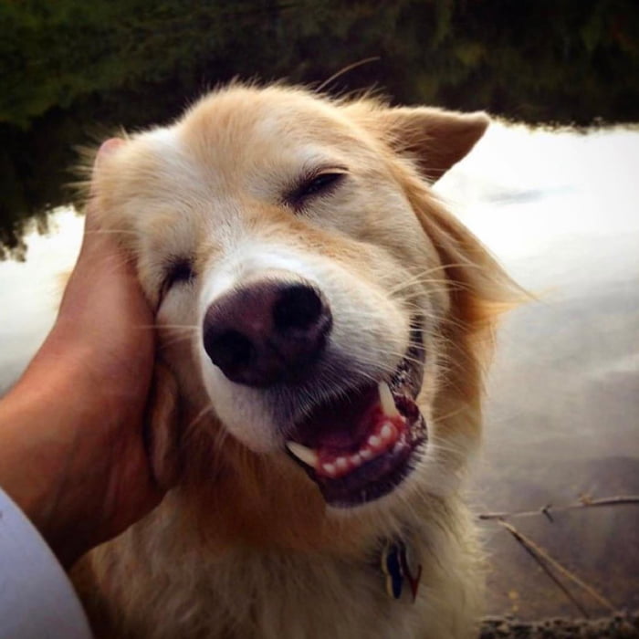 Maple The Pup From AcousticTrench Passes Away 9GAG