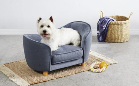 small dog sofa