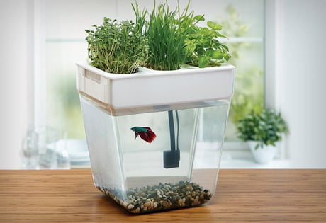 self sustaining aquarium