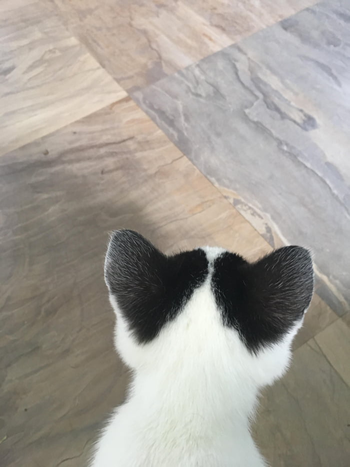 This adorable kitten has hearts behind her ears!
