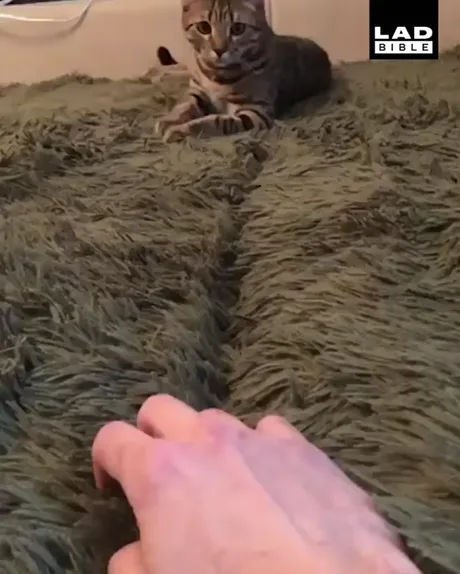 Peter Zwegat 9gag