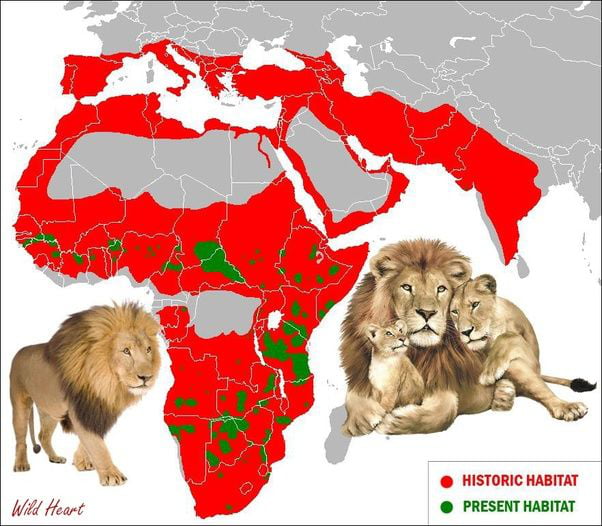 For people confused about the european obsession with an animal they never saw.