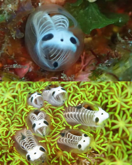 these are skeleton panda sea squirts also known as ascidians they re marine invertebrate filter feeders that will probably end up in a tim burton film at some point 9gag