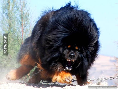 Tibetan sales bullmastiff dog