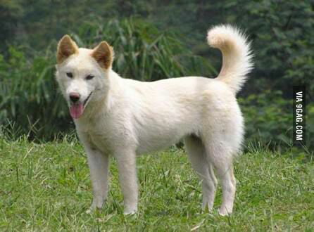 kintamani dog