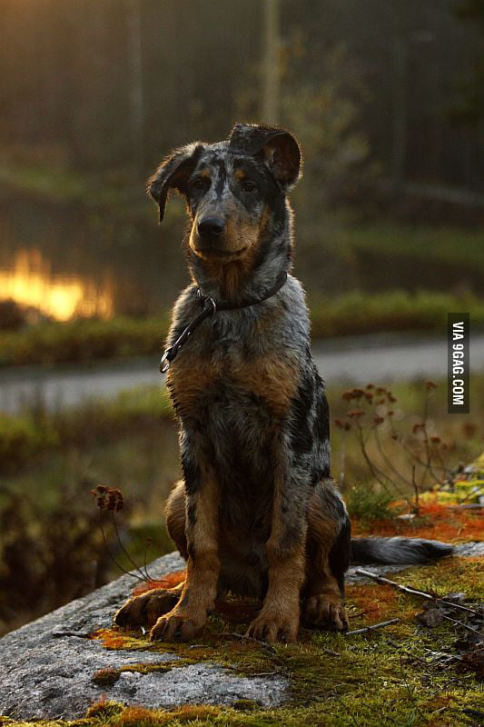 This Harlequin Beauceron puppy is beautiful. - 9GAG
