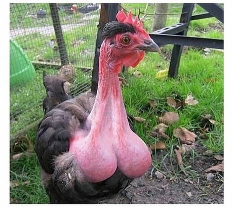 A Cock