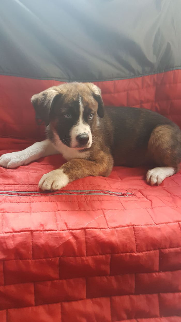 What do you think of my puppy? I adopted her, is a mix of husky and boxer (Boxsky)