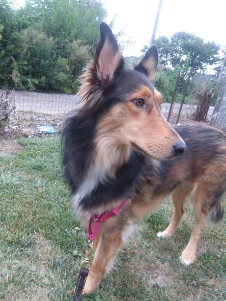 rough collie husky mix
