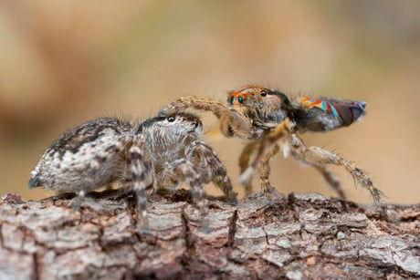 Male Peacock Spiders Pat The Female Spider On The Head Once He Has Convinced Her To Mate With Him By Dancing His Special Peacock Spider Dance 9gag