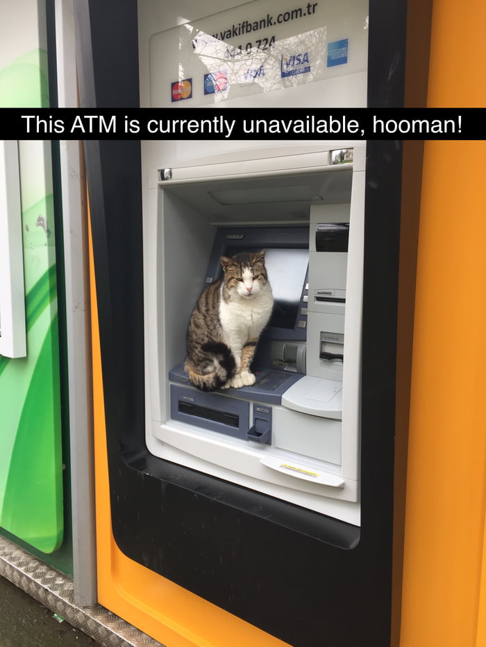 Where is my money, hooman?