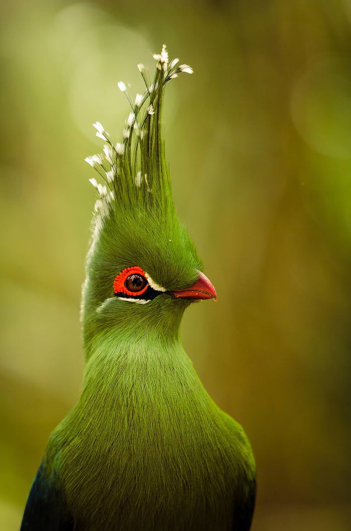 The Majestic Livingstone's Turaco