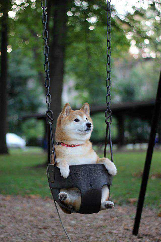 Swinging gud boye