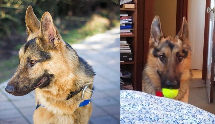 This is my best friend, Virgil. Virgil suffers from MMM, which made it impossible to open his Jaws when He arrived at the shelter. Because of his Size and condition, Virgil stayed at the shelter for 4 months and was in danger of being put down. Today, he loves to retrieve tennis