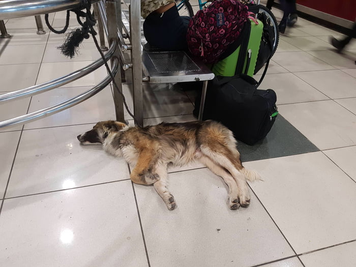 S L E E P Y B O Y E does a heckin tired at the central station