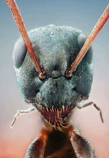 Face ant Anti Acne