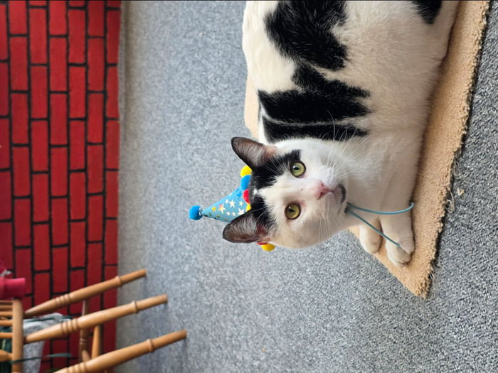 4th birthday for my beautiful big boy Milo , last photo I took of him before he passed away , Im devastated. Was such character , 18lbs 90cm long . Will be missed very much . Would love to see some kitties and little stories of them? Thank you.