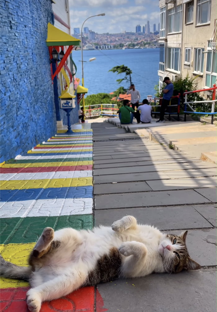 Cats of Istanbul - 9GAG