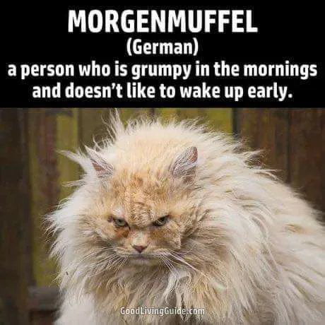 Morgenmuffel is a second nature
