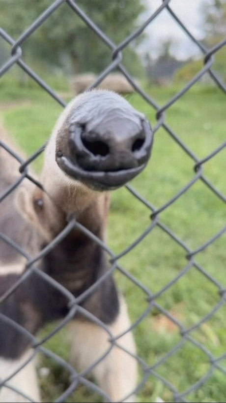 Snout