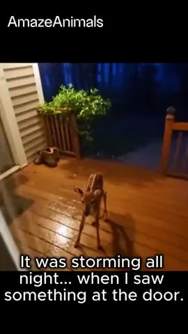 Deer Friend