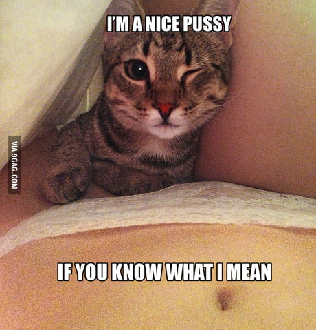 Some Nice Pussy
