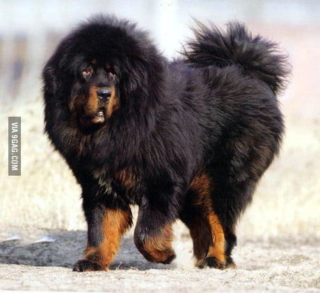 Worlds expensive dog. You could buy Bugatti Veyron of that - 9GAG