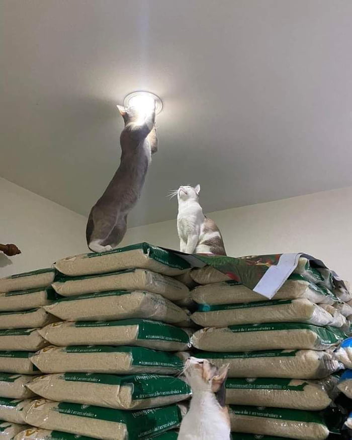 How many cats does it take to change a light bulb? 9GAG
