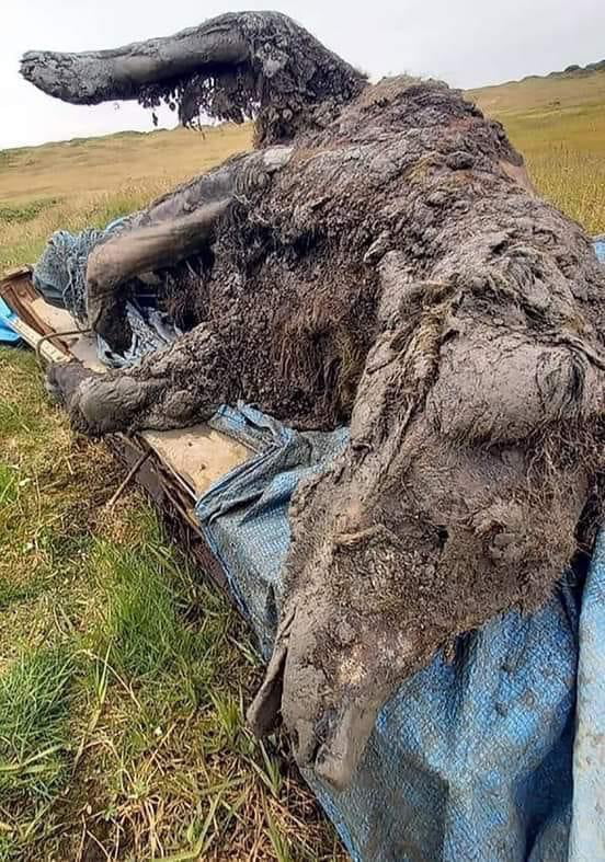 A Fully Preserved 39 500 Year Old Cave Bear Found In The Siberian   AE838Ao 700b 