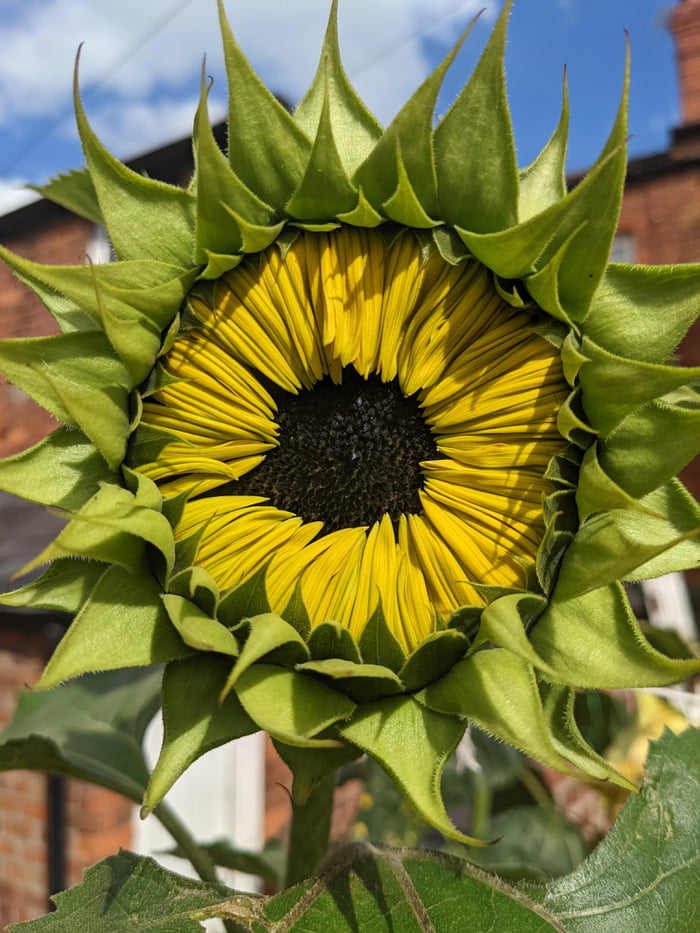 this-sunflower-that-s-around-48-hours-from-opening-9gag