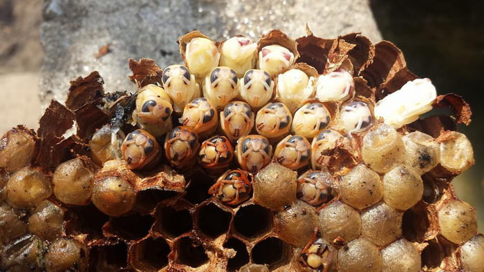 Wasp Nest Showing Larvae In Different Stages Of Development 9gag