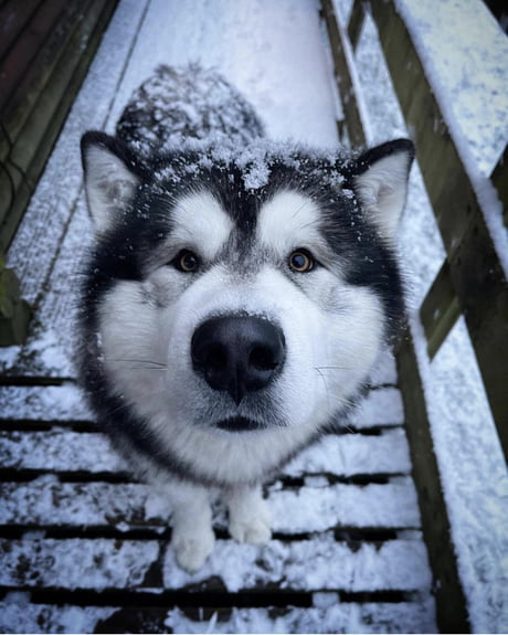 malamute teddy