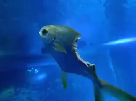 real zombie fish in ocean
