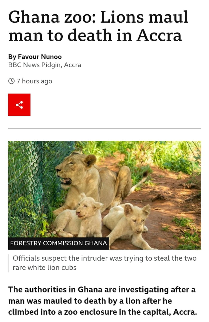 It's them again. Hope the lion is ok? - 9GAG