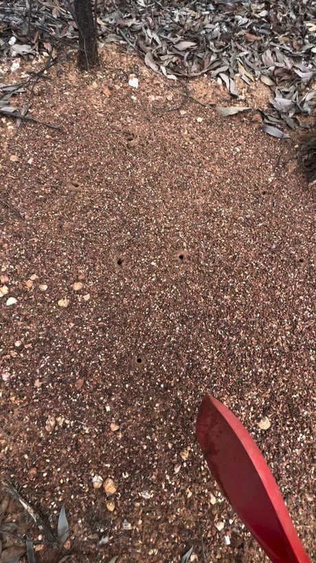 Meat Ants
