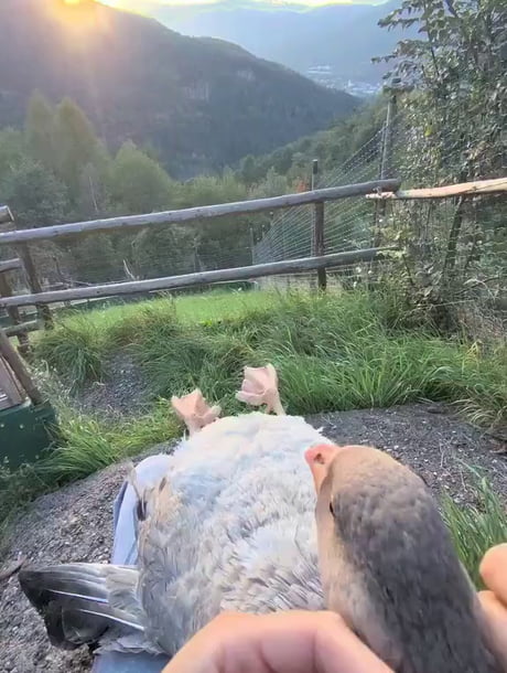 Happy goose