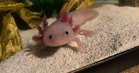 Cute Axolotl 9gag