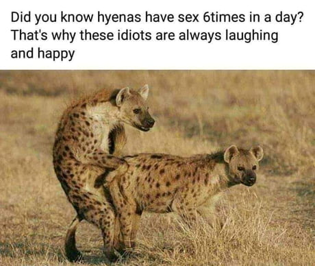 Animals that have sex for fun