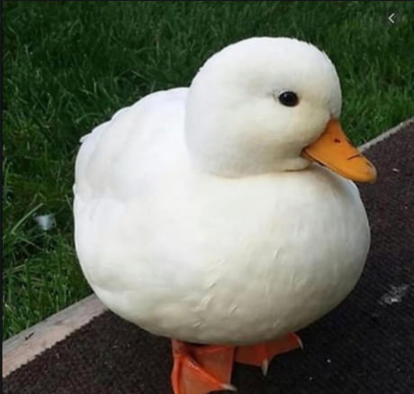 Heres a picture of a cute duck to enjoy - 9GAG